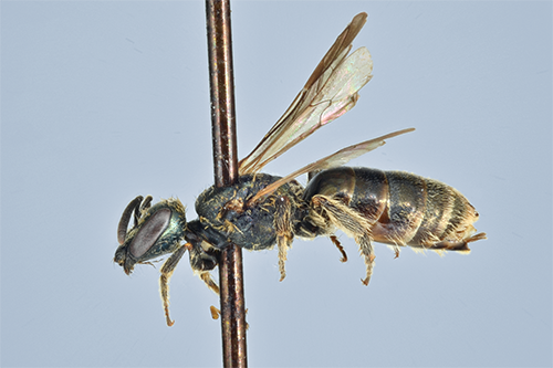 Lasioglossum morio